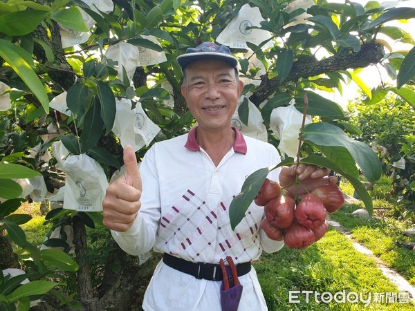 ▲屏東縣林邊鄉農友林孟俞種出蓮霧，果肉紮實脆度足，與一般蓮霧比較，宛如土雞口感            。（圖／記者陳崑福翻攝）