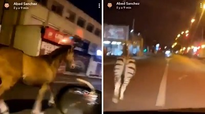 馬達加斯加真實上演！　「馬戲團大逃亡」斑馬帶頭奔街嚇嗨巴黎人