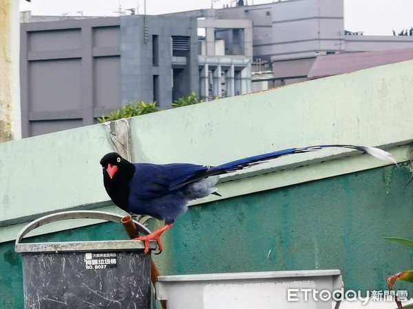▲驚喜遇上台灣藍鵲到屋頂覓食。（圖／網友強哥授權提供）