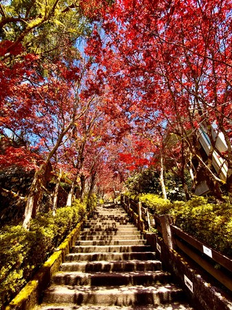 ▲▼夏季也能賞楓？你沒有聽錯！太平山美景之一的紫葉槭正火紅綻放。（圖／羅東林管處提供，下同）