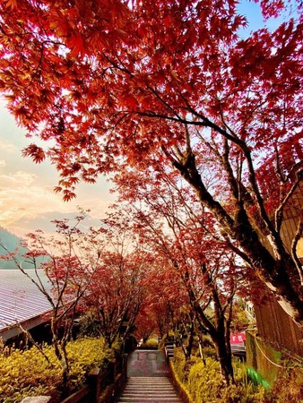 ▲▼夏季也能賞楓？你沒有聽錯！太平山美景之一的紫葉槭正火紅綻放。（圖／羅東林管處提供，下同）