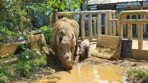 ▲全台首隻人工飼養犀牛「妮妮」產子　小寶寶滿月萌萌見客。（圖／六福村提供）