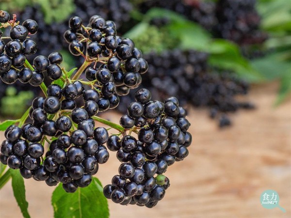 ▲飲食趨勢預測平台「Tastewise」發現，新冠肺炎爆發後，能增強人體免疫力的接骨木漿果討論度變高。（圖／食力 foodnext提供）