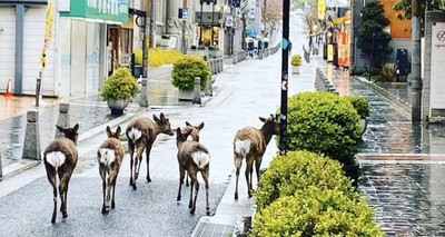 奈良大量鹿群逃出中！無視居家防疫宣導　鹿群全都跑到鬧區逛大街啦