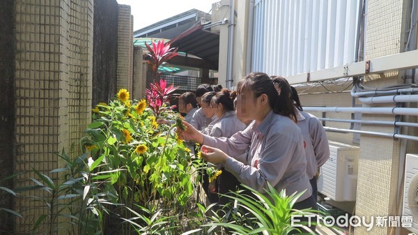 ▲▼毒品收容人栽種向日葵，藉由向日葵成長到開花的種植過程，對毒品處遇收容人進行生命教育。（圖／花蓮監獄提供，下同）