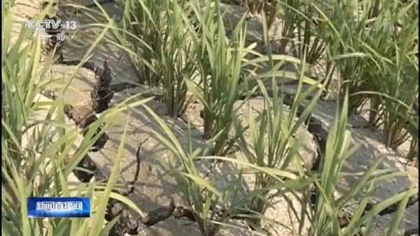 ▲雲南遭逢大旱，農產品灌溉水源不足。（圖／翻攝央視新聞）