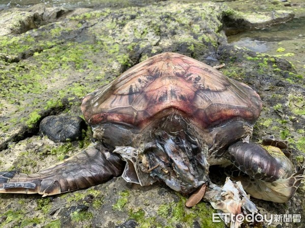 ▲綠蠵龜已死亡多時呈現腐爛狀態。（圖／第一二岸巡隊提供，下同）