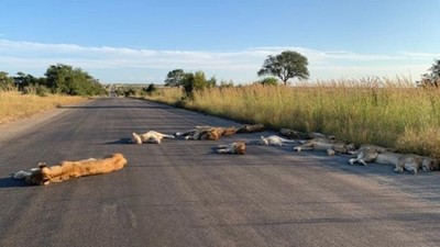 遊客不來了！獅子一家「躺滿馬路」睡懶覺　管理員也驚訝：超罕見