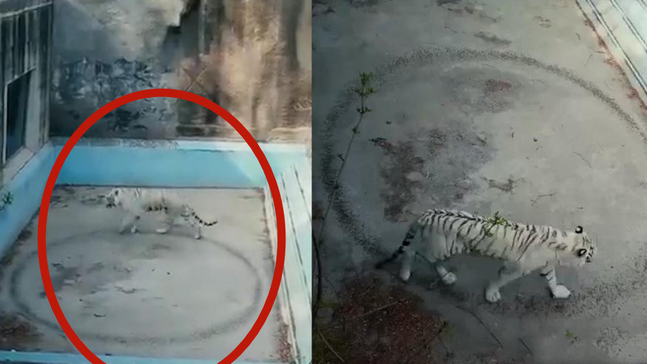 ▲▼北京動物園一隻白色孟加拉虎瘋狂繞圈圈。（圖／翻攝自微博）