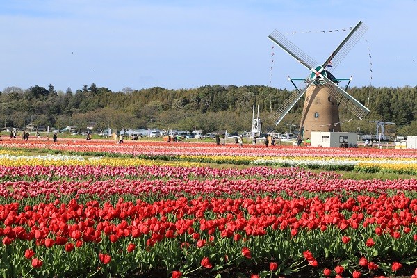 ▲▼佐倉鬱金香花節（圖／取自千葉縣政府官網）