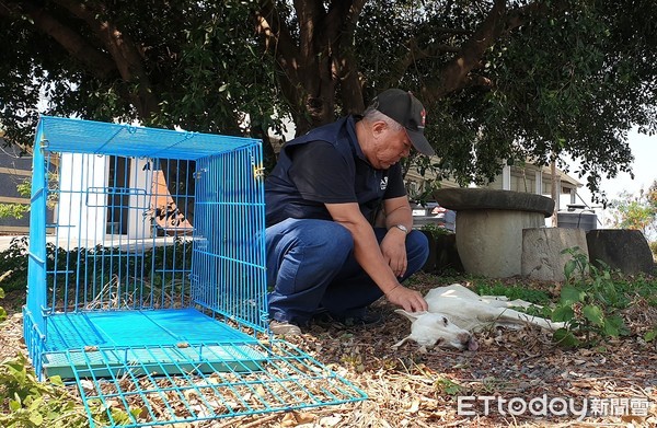 ▲▼浪犬受困魚塭池超過一個月脫水命危。（圖／台灣動物緊急救援小組提供）