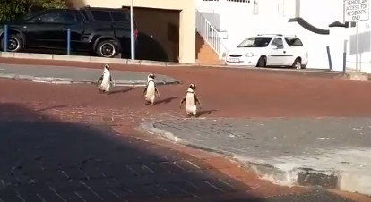▲▼南非非洲企鵝上街閒逛東張西望。（圖／翻攝SANCCOB臉書）