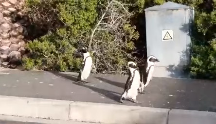 ▲南非的非洲企鵝上街閒逛。（圖／翻攝SANCCOB臉書，下同）