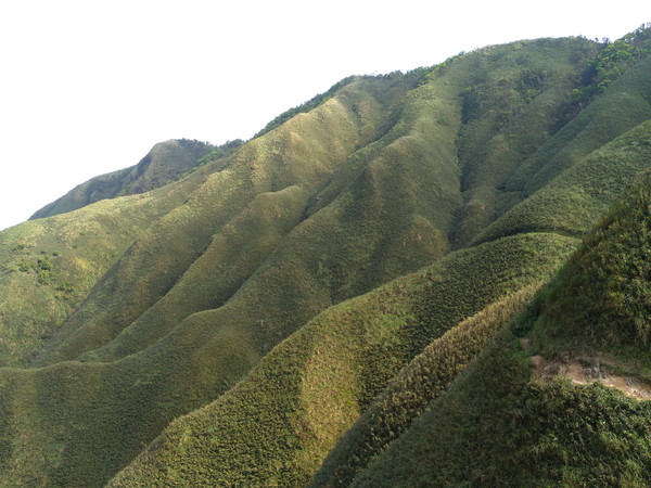 ▲▼宜蘭網美景點之一的礁溪鄉聖母山莊「抹茶山」。（圖／羅東林管處提供，下同）