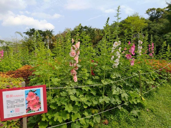 ▲象山公園蜀葵花。（圖／公園處提供）