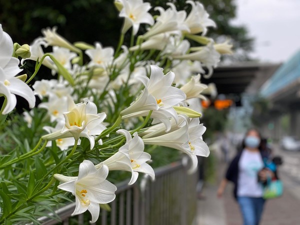 ▲內湖康寧醫院站附近人行道的百合花。（圖／翻攝自台北旅遊網）