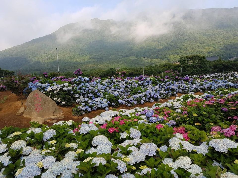 8000坪繡球花在萬里 高家繡球花田第3園區 開園日 地點曝光 Ettoday旅遊雲 Ettoday新聞雲