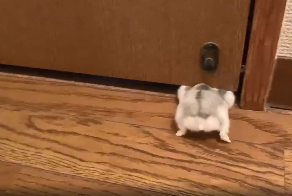 肥倉鼠軟骨功發威 硬鑽門底隙縫 2秒後竟然穿過去了 Ettoday寵物雲 Ettoday新聞雲 肥倉鼠軟骨功發威 硬鑽門底隙縫 2秒後竟然穿過去了 Ettoday寵物雲 Ettoday新聞雲