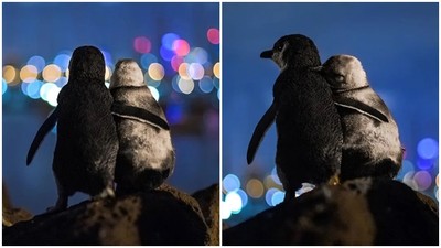奇蹟瞬間！小企鵝每天相約「海岸邊看夜景」　志工曝背後原因有洋蔥