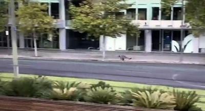 動物大暴走！袋鼠在澳洲市中心飛奔　封城將街道還給野生動物
