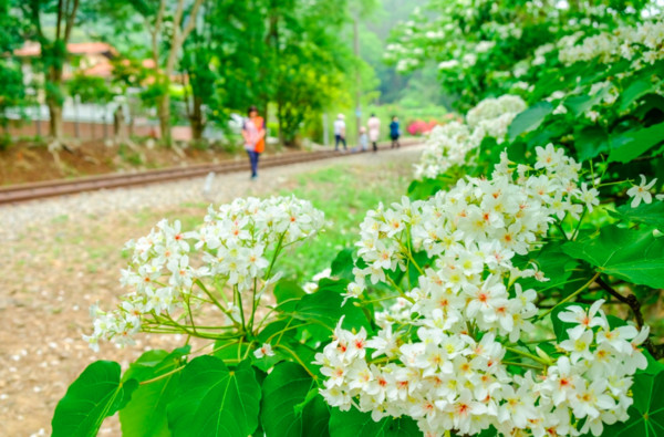 鐵道自行車油桐花開了 賞桐花 拍繡球花美照苗栗山城花漾小旅行 Ettoday旅遊雲 Ettoday新聞雲