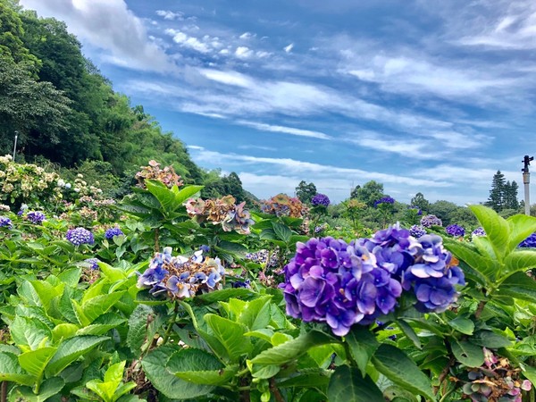 8000坪繡球花在萬里 高家繡球花田第3園區 開園日 地點曝光 Ettoday旅遊雲 Ettoday新聞雲