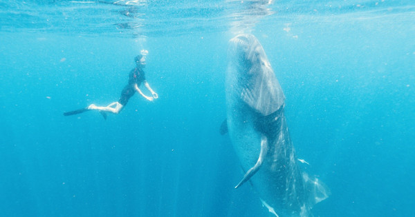▲▼阮經天紀錄片《溫柔的巨人》找尋鯨鯊。（圖／出頭總業提供）
