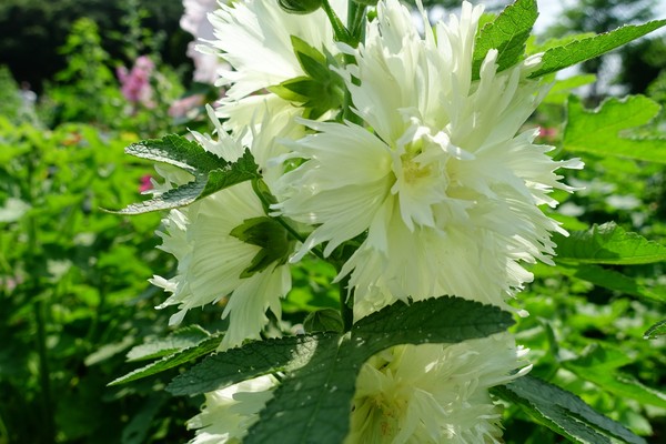 ▲古亭「蜀葵之森」 。（圖／北市水利處提供）