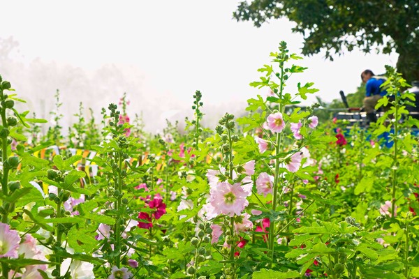 ▲古亭「蜀葵之森」 。（圖／北市水利處提供）