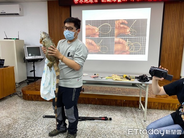 ▲ 台東出現外來種綠鬣蜥，林管處啟動誘捕移除及防治講座。（圖／台東林管處提供）