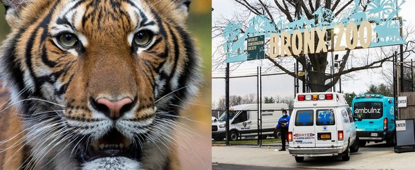▲▼美國紐約布朗克斯動物園（Bronx Zoo）多頭動物對於新冠病毒的檢驗結果呈陽性。（圖／路透）