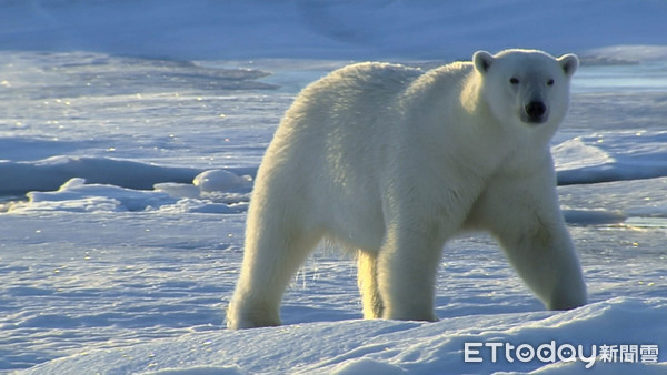 ▲北極熊外層有油潤又防水的雪白長毛，內層有超保暖的粗短絨毛。（圖／動物星球提供，下同）。（圖／動物星球提供，下同）