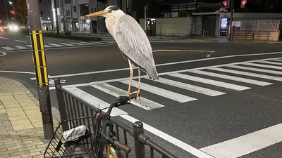 腳踏車遭大鳥霸佔「超霸氣站姿趕不走」　想問：跟烏秋比哪個煩人？