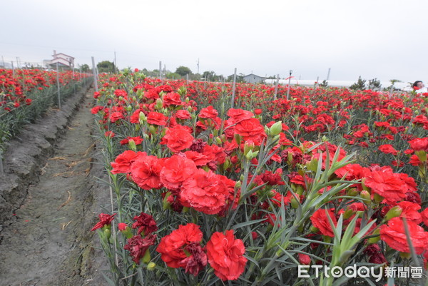 ▲彰化縣田尾花農開放賞花秘境打卡送花促銷買氣。（圖／彰化縣政府提供）