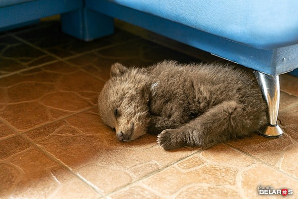 收養孤兒小熊（圖／翻攝自Planeta Belarus）