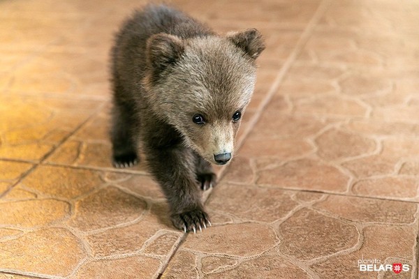 收養孤兒小熊（圖／翻攝自Planeta Belarus）