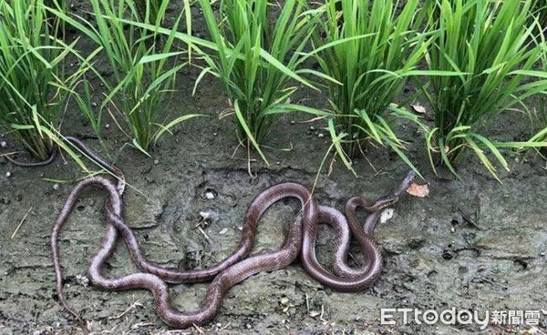 ▲南蛇田裡親親交纏！被撞見分開滑走　青農笑：這兩隻一定未成年。（圖／網友魏瑞廷提供，請勿隨意翻拍，以免侵權。）