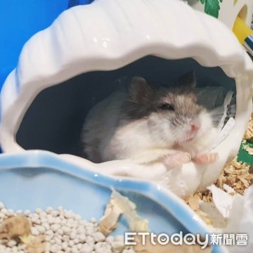 ▲鼠寶整天啃木屋！　媽見「完美睡姿」才頓悟牠用心良苦。（圖／Instagram @hamster_popo提供）