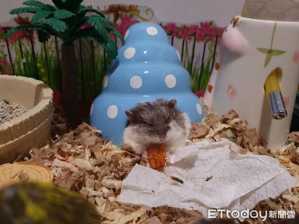 ▲鼠寶整天啃木屋！　媽見「完美睡姿」才頓悟牠用心良苦。（圖／Instagram @hamster_popo提供）