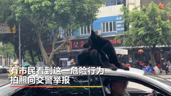 ▲四川樂山街頭出現黑狗趴坐在車頂兜風的奇景。（圖／翻攝澎湃視頻）