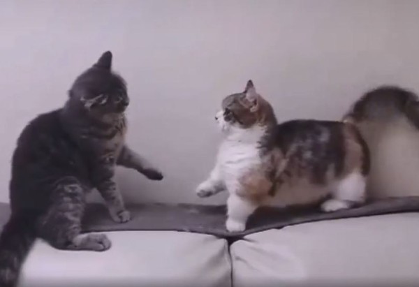 2貓咪沙發上格鬥「一秒見輸贏」。（圖／翻攝自抖音APP用戶「88522377」）