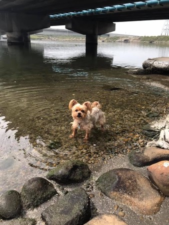 爸拔想釣魚！萌犬低音砲把魚嚇跑。（圖／有點毛毛的／飼主劉家宏提供）