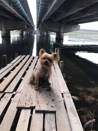 爸拔想釣魚！萌犬低音砲把魚嚇跑。（圖／有點毛毛的／飼主劉家宏提供）