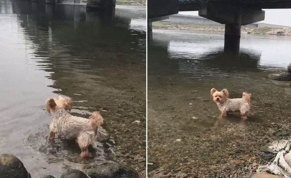 爸拔想釣魚！萌犬低音砲把魚嚇跑。（圖／有點毛毛的／飼主劉家宏提供）