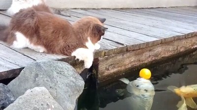 肥膽鯉魚「幫貓撿球」　這隻貓很眼熟直接浮出水面　喵皇一個掌巴下去