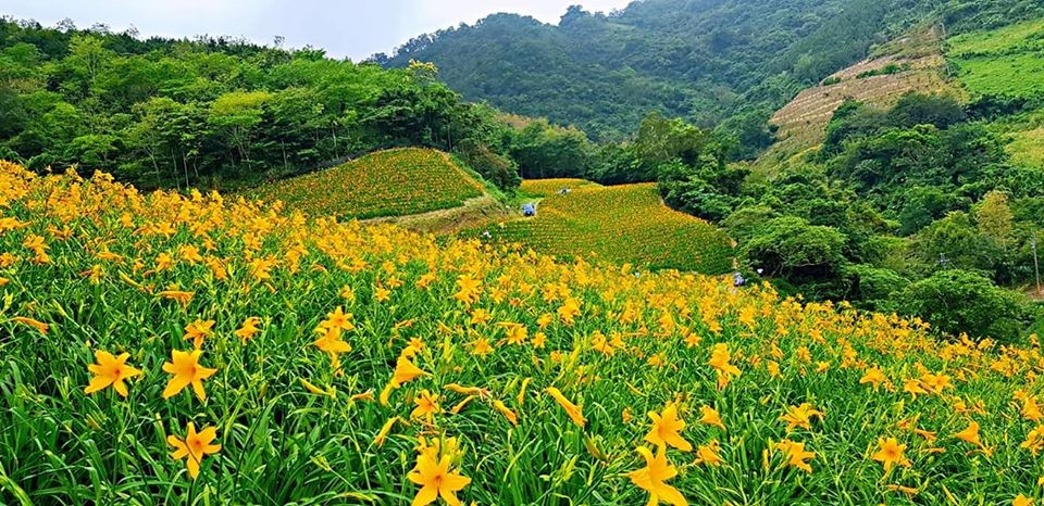 從現在美到7月 花東2處必去金針花秘境金色花毯覆蓋山坡 Ettoday旅遊雲 Ettoday新聞雲