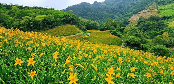 美到7月 台東必看2處浪漫花海走進金針花秘境 1公里繡球花步道 Ettoday旅遊雲 Ettoday新聞雲