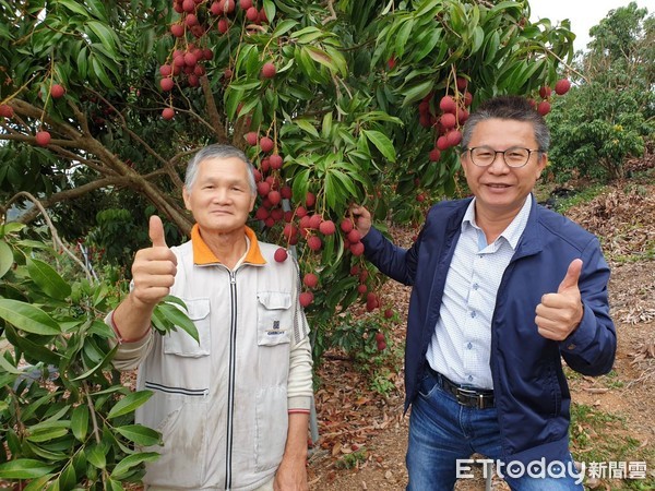 ▲農友鄭盈琅在屏東縣高樹鄉栽種的台農6號「艷荔」荔枝，目前已上市了             。（圖／記者陳崑福翻攝）