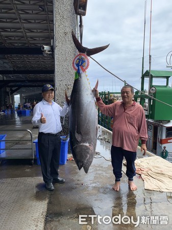 ▲▼ 台東成功捕獲今年「尚大鮪」 重達200公斤，27日凱旋返港。（圖／記者楊鈞典攝，下同）