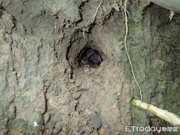 ▲破壞3巢穴抓7翠鳥雛鳥「列隊拍照」　鳥友怒：破壞生態。（圖／生態觀察者李姓網友提供）